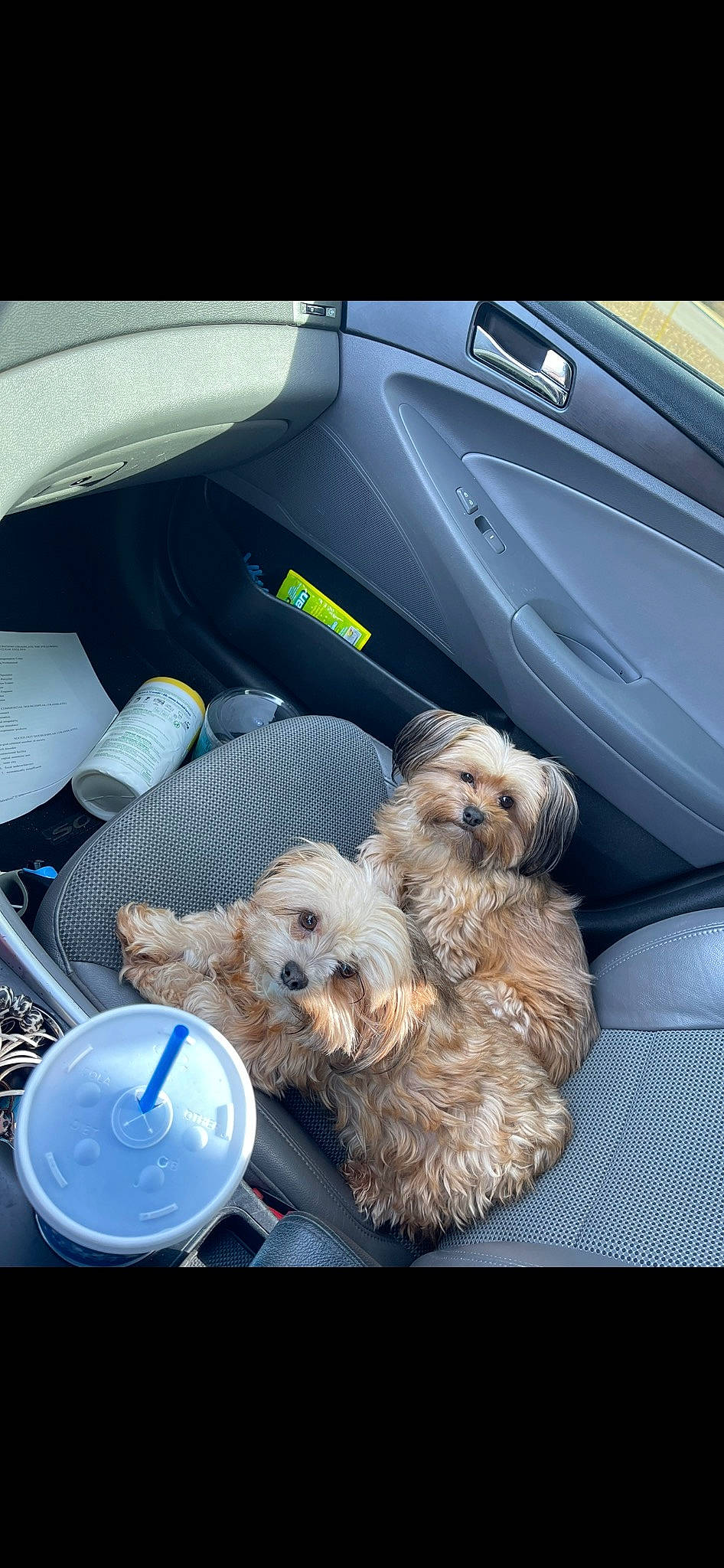 Diamond joined the competition — help win amazing prizes! auto_part, automotive_design, automotive_exterior, canidae, car_seat_cover, carnivore, companion_dog, dog, dog_breed, dog_supply, electric_blue, fur, motor_vehicle, personal_luxury_car, small_terrier, sporting_group, toy, toy_dog, trunk, vehicle_door