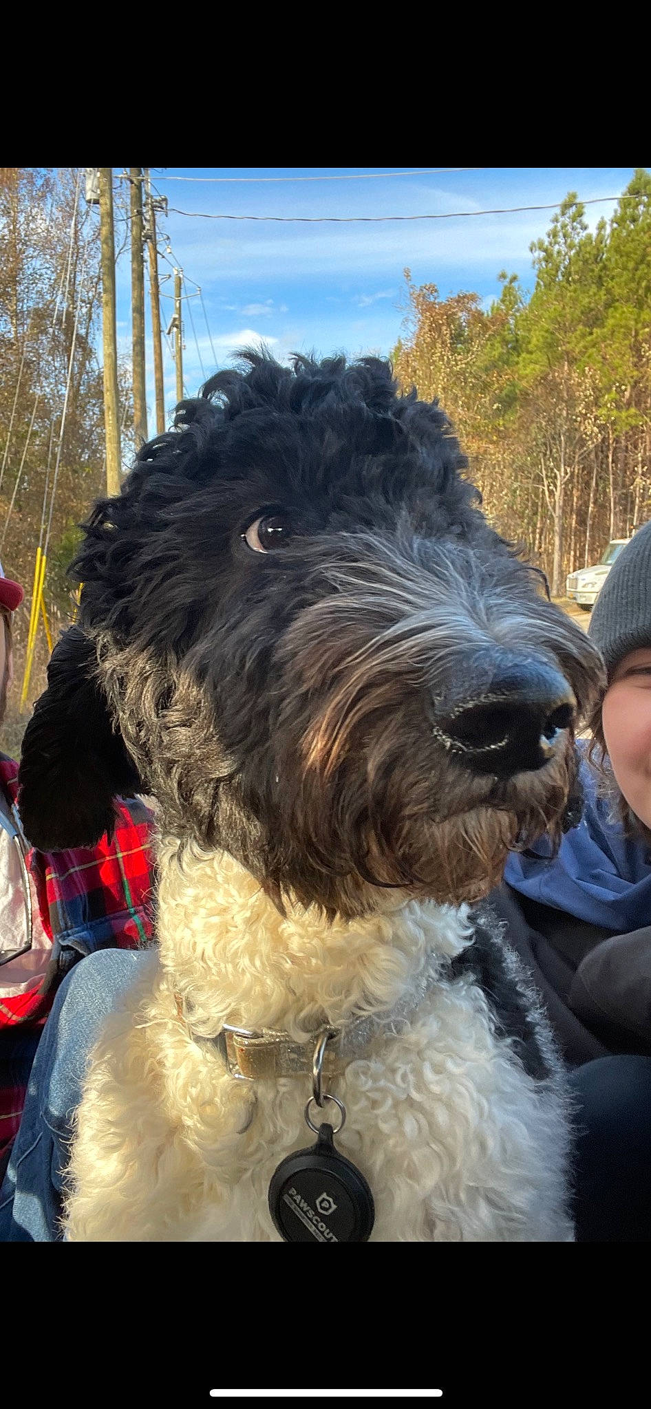 Tilly is registered to the contest to win money with this photo: baseball_cap, canidae, carnivore, cloud, collar, companion_dog, dog, dog_breed, dog_collar, fur, hat, schnauzer, sky, snout, sporting_group, terrier, tree, water_dog, working_animal, working_dog