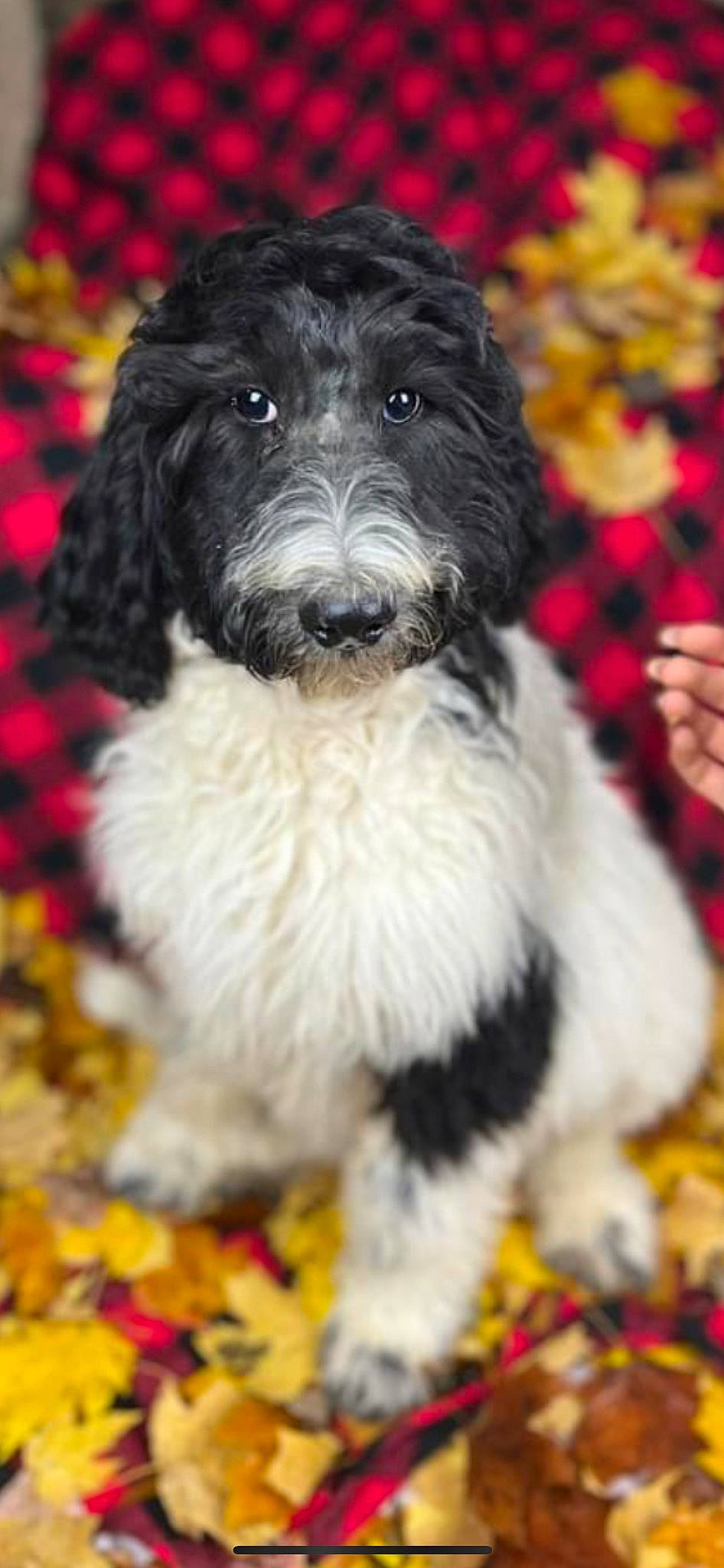 Tilly is registered to the contest to win money with this photo: canidae, carnivore, collar, companion_dog, dog, dog_breed, dog_collar, dog_supply, fur, non_sporting_group, pattern, small_terrier, snout, sporting_group, terrestrial_animal, terrier, toy_dog, water_dog, working_animal, working_dog