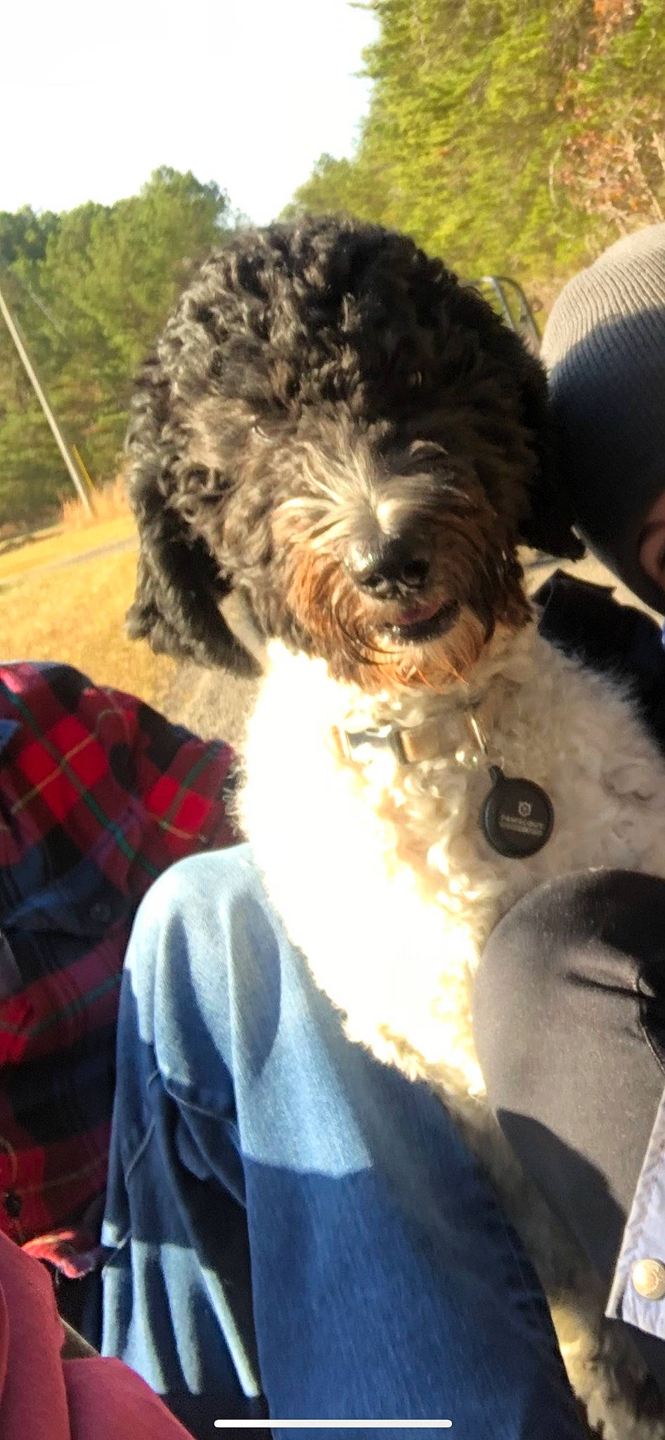 Tilly joined the competition — help win amazing prizes! canidae, carnivore, companion_dog, dog, dog_breed, dog_collar, fur, liver, maltepoo, pattern, plaid, poodle, snout, sporting_group, tartan, terrier, toy_dog, water_dog, working_animal, yorkipoo