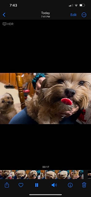 Jules is registered to the contest to win money with this photo: canidae, carnivore, companion_dog, dog, dog_breed, eyewear, fawn, fur, liver, maltepoo, paw, photo_caption, screenshot, shih_poo, shih_tzu, small_terrier, snout, sporting_group, terrier, toy_dog