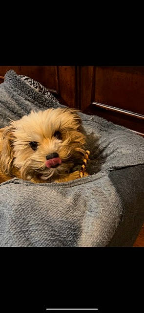 Jules is registered to the contest to win money with this photo: canidae, carnivore, comfort, companion_dog, dog, dog_breed, fawn, fur, hardwood, liver, poodle_crossbreed, puppy_love, shih_tzu, small_terrier, sporting_group, terrier, toy_dog, whiskers, wood, yorkipoo