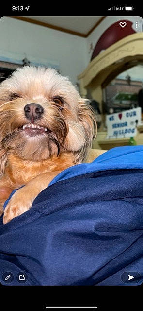 Jules joined the competition — help win amazing prizes! carnivore, comfort, companion_dog, dog, dog_breed, electric_blue, fur, labradoodle, liver, non_sporting_group, poodle_crossbreed, puppy_love, small_terrier, sporting_group, terrier, toy_dog, working_animal, yorkipoo