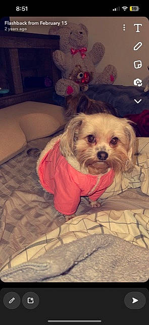 Jules joined the competition — help win amazing prizes! canidae, carnivore, companion_dog, dog, dog_breed, dog_clothes, dog_supply, fawn, flooring, fur, pet_supply, puppy_love, small_terrier, snout, sporting_group, terrier, toy, toy_dog, working_animal, yorkipoo