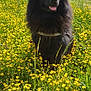 animal, black_dog, canine, clouds, dog, field, fluffy, grass, greenery, meadow, nature, outdoor, pet, rural, scenic, sky, summer, sunlight, wildflowers, yellow_flowers