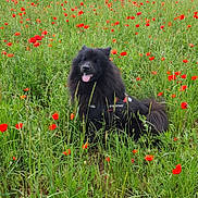 Nicotine a rejoint le concours — aidez-le/la à gagner de superbes lots ! dog, black_dog, flower_field, poppy_flowers, grass, outdoor, nature, greenery, happy, pet, canine, animal, landscape, scenic, summer, rural, field, flora, sunlight, sky