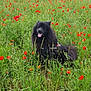 dog, black_dog, flower_field, poppy_flowers, grass, outdoor, nature, greenery, happy, pet, canine, animal, landscape, scenic, summer, rural, field, flora, sunlight, sky