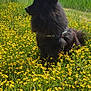 animal, black_dog, canine, cloudy_sky, daytime, dog, field, fluffy_dog, grass, hills, landscape, meadow, nature, outdoor, pet, rural, scenic, sitting, wildflowers, yellow_flowers