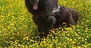 Nicotine participe au concours pour gagner de l'argent avec cette photo : animal, black_dog, canine, cloudy_sky, dog, field, fluffy, grass, greenery, happy, harness, meadow, nature, outdoor, pet, scenic, summer, tongue_out, wildflowers, yellow_flowers