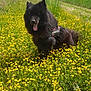 Nicotine participe au concours pour gagner de l'argent avec cette photo : animal, black_dog, canine, cloudy_sky, dog, field, fluffy, grass, greenery, happy, harness, meadow, nature, outdoor, pet, scenic, summer, tongue_out, wildflowers, yellow_flowers
