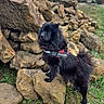 animal, black_dog, canine, cloudy_sky, dog, field, fur, grass, hiking, landscape, nature, outdoor, pet, pile_of_rocks, rock, rocks, stone, tree, trees, walking