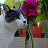 cat, feline, gray_and_white, blue_eyes, whiskers, ears, animal, pet, portrait, close_up, flowers, magenta_flowers, bouquet, vase, glass_vase, garden, outdoor, nature, greenery, blurred_background