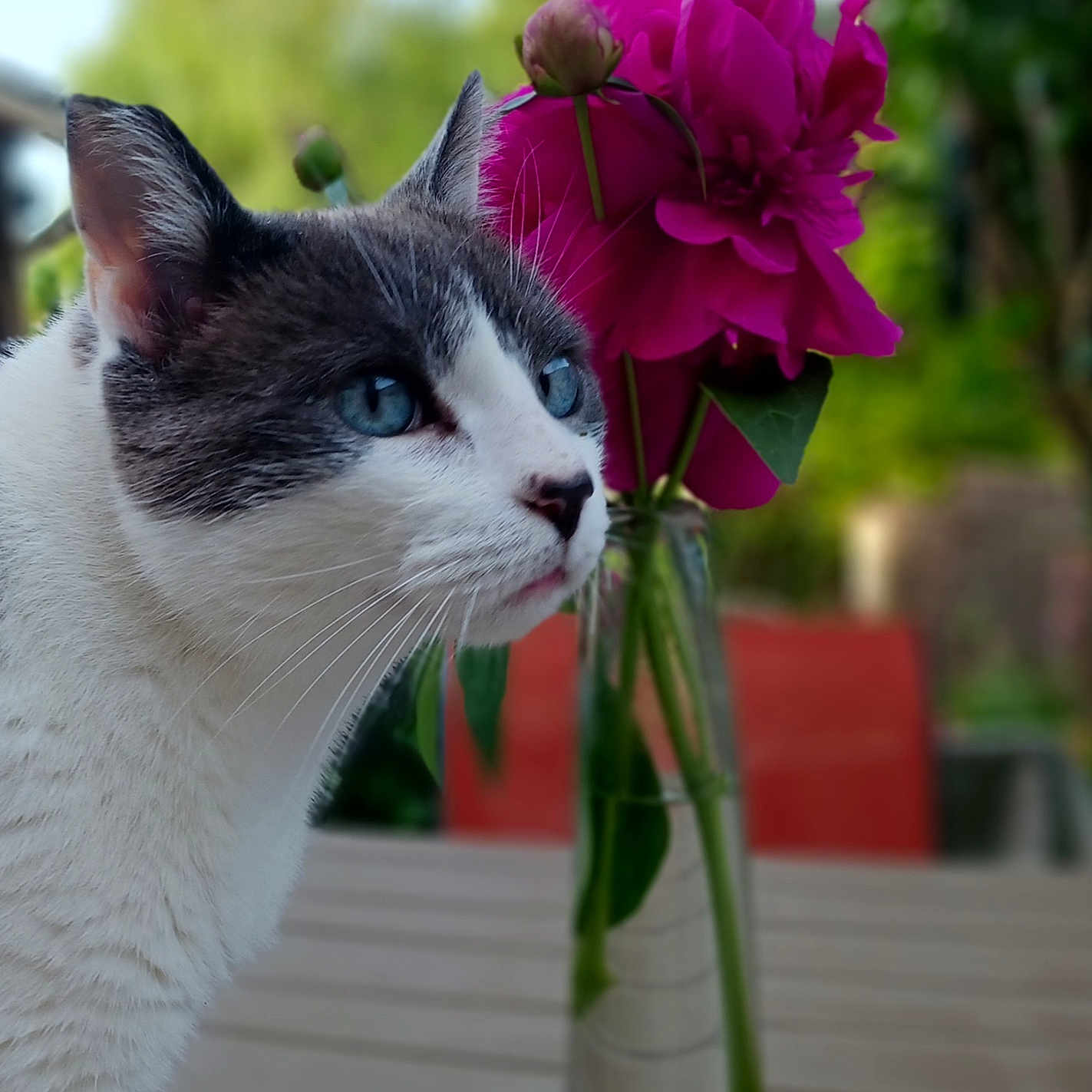 Ruby a rejoint le concours — aidez-le/la à gagner de superbes lots ! cat, feline, gray_and_white, blue_eyes, whiskers, ears, animal, pet, portrait, close_up, flowers, magenta_flowers, bouquet, vase, glass_vase, garden, outdoor, nature, greenery, blurred_background