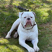 Koda Baker is registered to the contest to win money with this photo: attentive_expression, big_paws, bulldog, canine, collar, companion, dog, grass, ground, lying_down, muscular_body, outdoor, paws, pet, portrait, shade, stick, stocky, white_dog, wrinkled_face