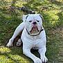 attentive_expression, big_paws, bulldog, canine, collar, companion, dog, grass, ground, lying_down, muscular_body, outdoor, paws, pet, portrait, shade, stick, stocky, white_dog, wrinkled_face