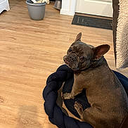 Fendi is registered to the contest to win money with this photo: dog, french_bulldog, pet, indoor, wooden_floor, dog_bed, braided_bed, mop_bucket, door_mat, looking_back, brown_dog, flooring, home, cozy, animal, pet_bed, ears_up, curious, companion, domestic