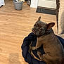 dog, french_bulldog, pet, indoor, wooden_floor, dog_bed, braided_bed, mop_bucket, door_mat, looking_back, brown_dog, flooring, home, cozy, animal, pet_bed, ears_up, curious, companion, domestic
