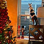 Prada joined the competition — help win amazing prizes! cat, chair, christmas_tree, curious, decorations, festive, furniture, glass, holiday_decor, home, indoor, lights, nutcracker, ornaments, pets, reflection, seasonal, tree, window, wood