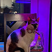 Prada is registered to the contest to win money with this photo: black_and_white, cat, chair, collar, cozy, domestic_animal, domestic_life, furniture, household_items, indoor, interior, lamp, night, pet, purple_light, reflection, sitting, table, window, wood