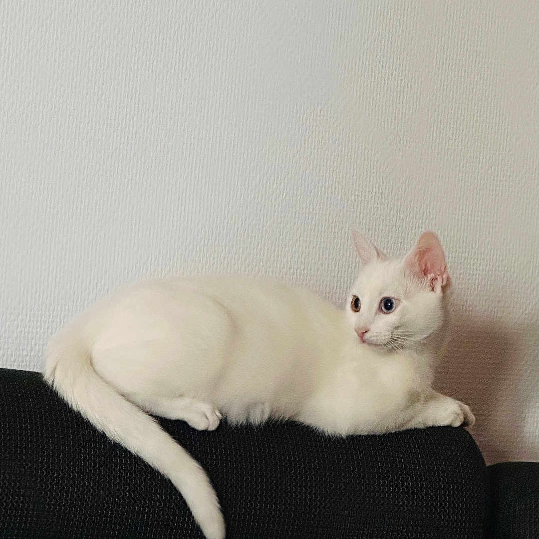 Lulu participe au concours pour gagner de l'argent avec cette photo : animal, black_couch, cat, couch, ears, eyes, feline, fur, home, indoor, lounging, minimalist, pet, relaxed, resting, side_view, tail, texture, wall, white_cat