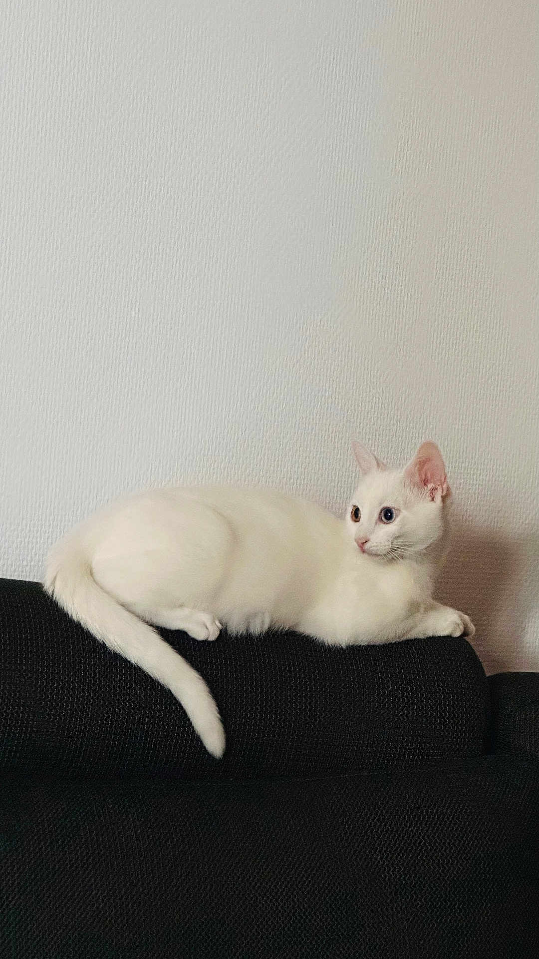 Lulu participe au concours pour gagner de l'argent avec cette photo : animal, black_couch, cat, couch, ears, eyes, feline, fur, home, indoor, lounging, minimalist, pet, relaxed, resting, side_view, tail, texture, wall, white_cat