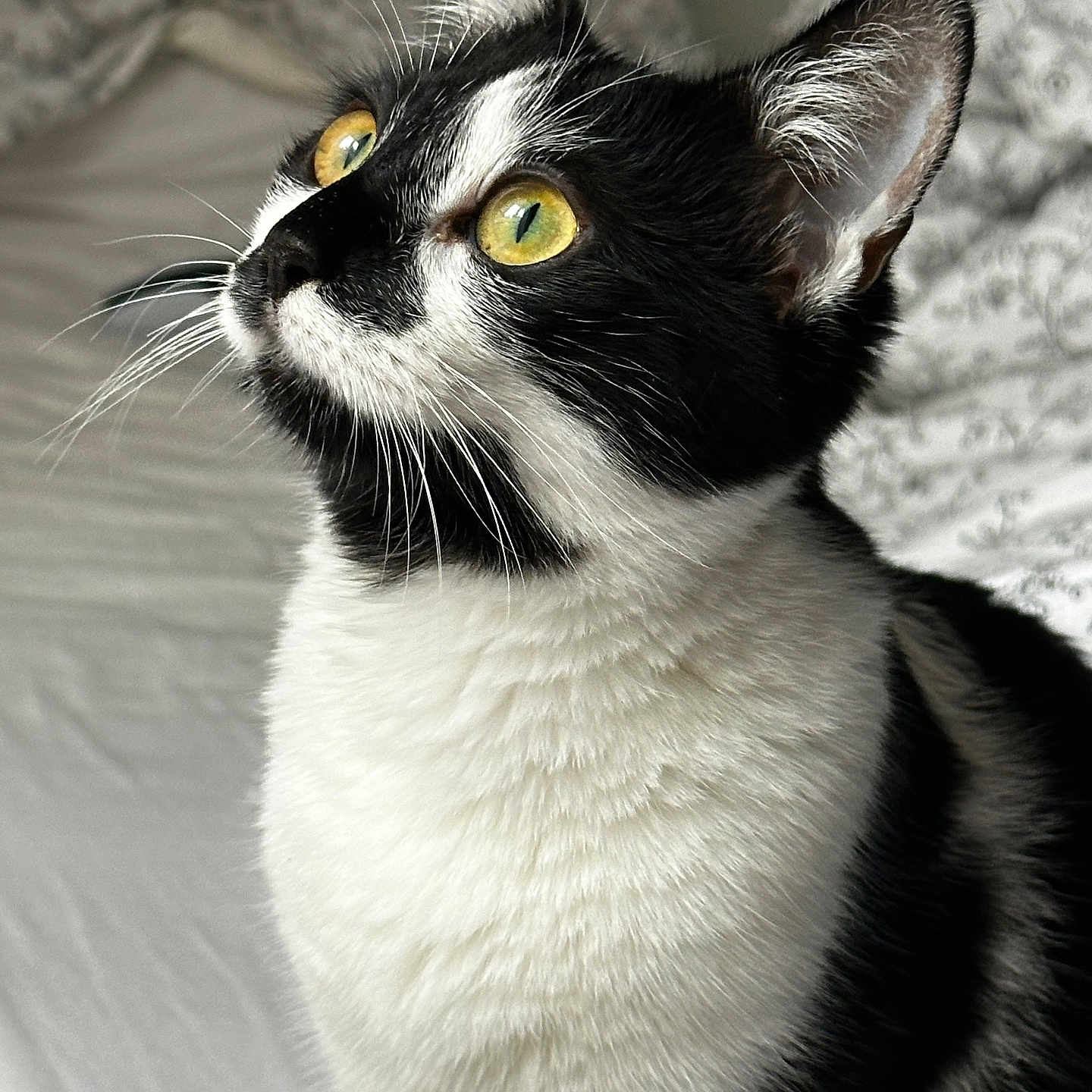 Maila participe au concours pour gagner de l'argent avec cette photo : animal, bed, bedding, black_and_white, cat, close_up, curious, cute, domestic_cat, ears, feline, fur, indoor, looking_up, pet, portrait, soft_light, texture, whiskers, yellow_eyes