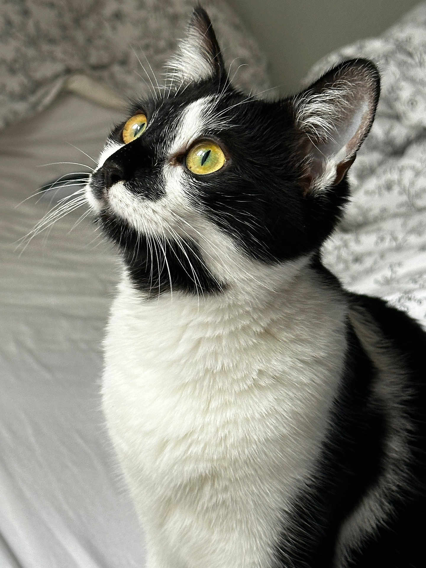 Maila participe au concours pour gagner de l'argent avec cette photo : animal, bed, bedding, black_and_white, cat, close_up, curious, cute, domestic_cat, ears, feline, fur, indoor, looking_up, pet, portrait, soft_light, texture, whiskers, yellow_eyes