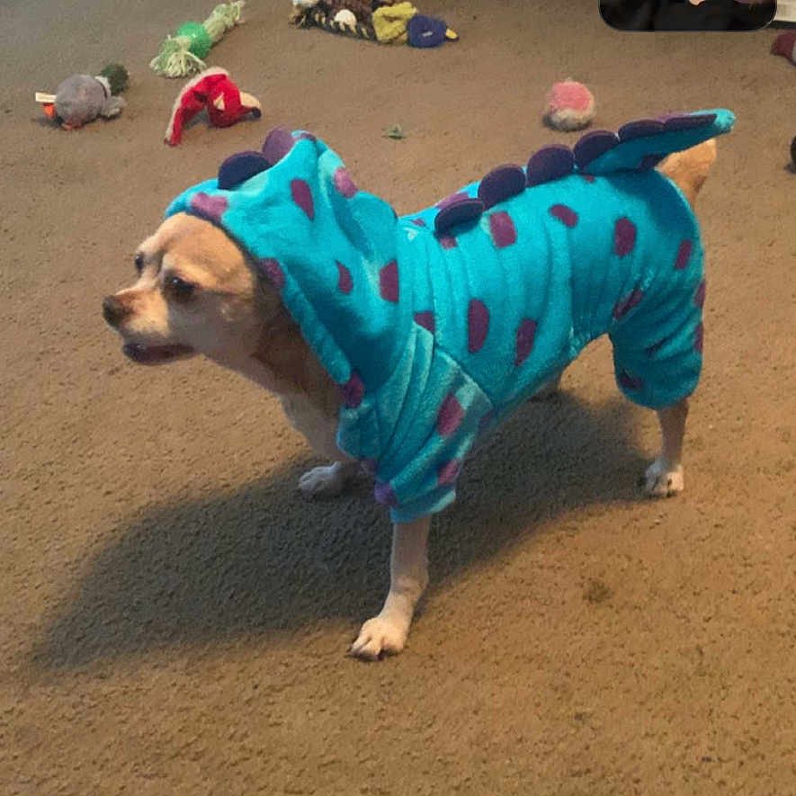 Abby joined the competition — help win amazing prizes! animal_clothing, brown_dog, cabinet, canine, carpet, costume, cute, dinosaur, dog, furniture, headphones, home, indoor, living_room, person, pet, playful, small_dog, toy, video_call