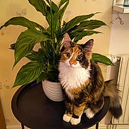 Caramell is registered to the contest to win money with this photo: animal, cat, flower, flowerarrangement, furniture, hardwood, ikebana, indoors, interiordesign, jar, leaf, pet, plant, planter, plywood, pottedplant, pottery, table, vase, wood
