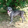 animal, canine, collar, daylight, dog, friendly, grass, gray_coat, happy, leafy_tree, mammal, nature, outdoor, pet, playful, standing, sunlight, tongue_out, tree, white_markings