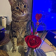 Oslo a rejoint le concours — aidez-le/la à gagner de superbes lots ! cat, tabby, flower, rose, vase, table, heart, indoor, furniture, plant, glass, decoration, curious, pet, animal, domestic, living_room, television, blue_light, wood_floor