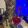 cat, tabby, flower, rose, vase, table, heart, indoor, furniture, plant, glass, decoration, curious, pet, animal, domestic, living_room, television, blue_light, wood_floor