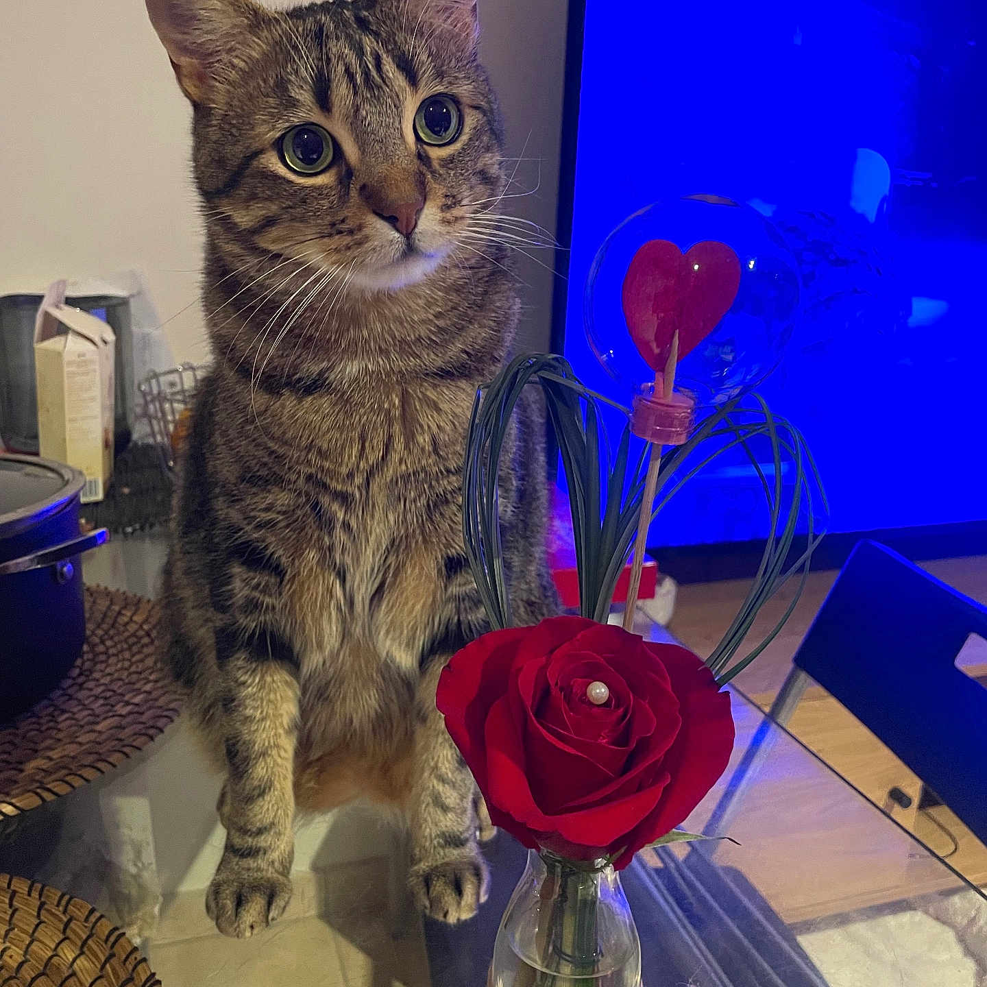 Oslo a rejoint le concours — aidez-le/la à gagner de superbes lots ! animal, blue_light, cat, curious, decoration, domestic, flower, furniture, glass, heart, indoor, living_room, pet, plant, rose, tabby, table, television, vase, wood_floor