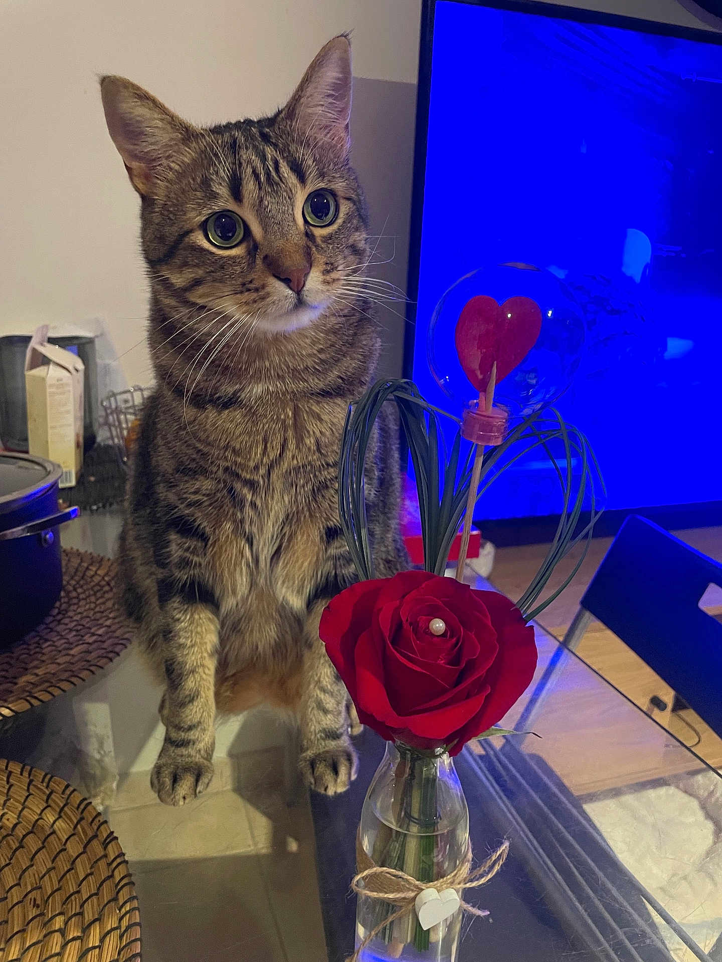Oslo a rejoint le concours — aidez-le/la à gagner de superbes lots ! cat, tabby, flower, rose, vase, table, heart, indoor, furniture, plant, glass, decoration, curious, pet, animal, domestic, living_room, television, blue_light, wood_floor