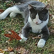 Boots joined the competition — help win amazing prizes! cat, gray_cat, white_paws, outdoor, grass, leaves, autumn, animal, pet, lying_down, nature, mammal, fur, whiskers, ears, relaxed, daylight, closeup, ground, fall