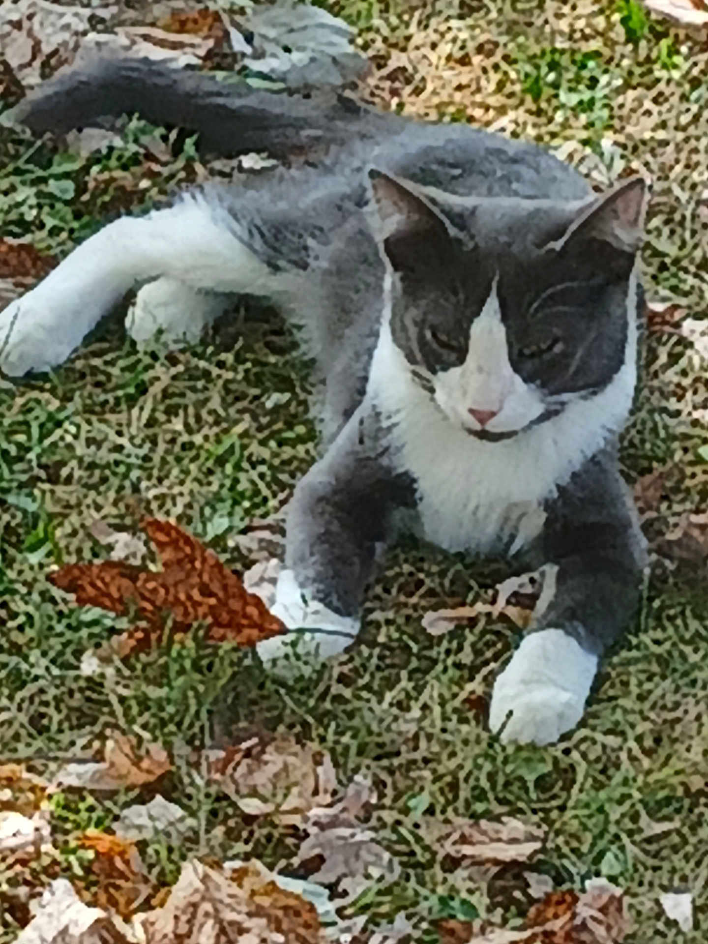 Boots joined the competition — help win amazing prizes! cat, gray_cat, white_paws, outdoor, grass, leaves, autumn, animal, pet, lying_down, nature, mammal, fur, whiskers, ears, relaxed, daylight, closeup, ground, fall