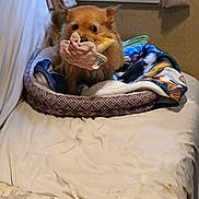 Otis joined the competition — help win amazing prizes! animal, bed, blanket, brown, comfortable, couch, cozy, curtain, dog, fur, hand_shaped_toy, home, indoor, mouth, pet, relaxed, resting, small_dog, toy, window