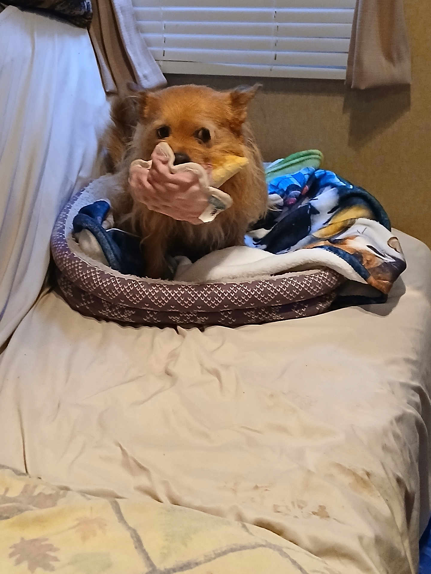 Otis joined the competition — help win amazing prizes! animal, bed, blanket, brown, comfortable, couch, cozy, curtain, dog, fur, hand_shaped_toy, home, indoor, mouth, pet, relaxed, resting, small_dog, toy, window