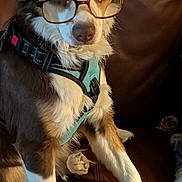 Rosie joined the competition — help win amazing prizes! dog, blue_eyes, glasses, harness, brown_leather_couch, ruler, pet, indoor, sitting, close_up, fur, snout, ears, white_paws, brown_fur, cute, domestic_animal, animal_portrait, canine, focused