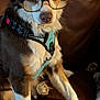dog, blue_eyes, glasses, harness, brown_leather_couch, ruler, pet, indoor, sitting, close_up, fur, snout, ears, white_paws, brown_fur, cute, domestic_animal, animal_portrait, canine, focused