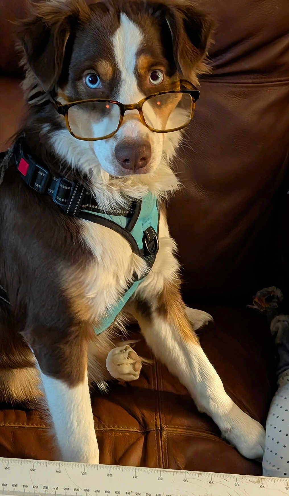 Rosie
