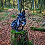 dog, forest, tree_stump, moss, autumn_leaves, outdoor, nature, canine, animal, woodland, tree, leaf_litter, sitting, brown, green, black, white, daylight, scenery, peaceful