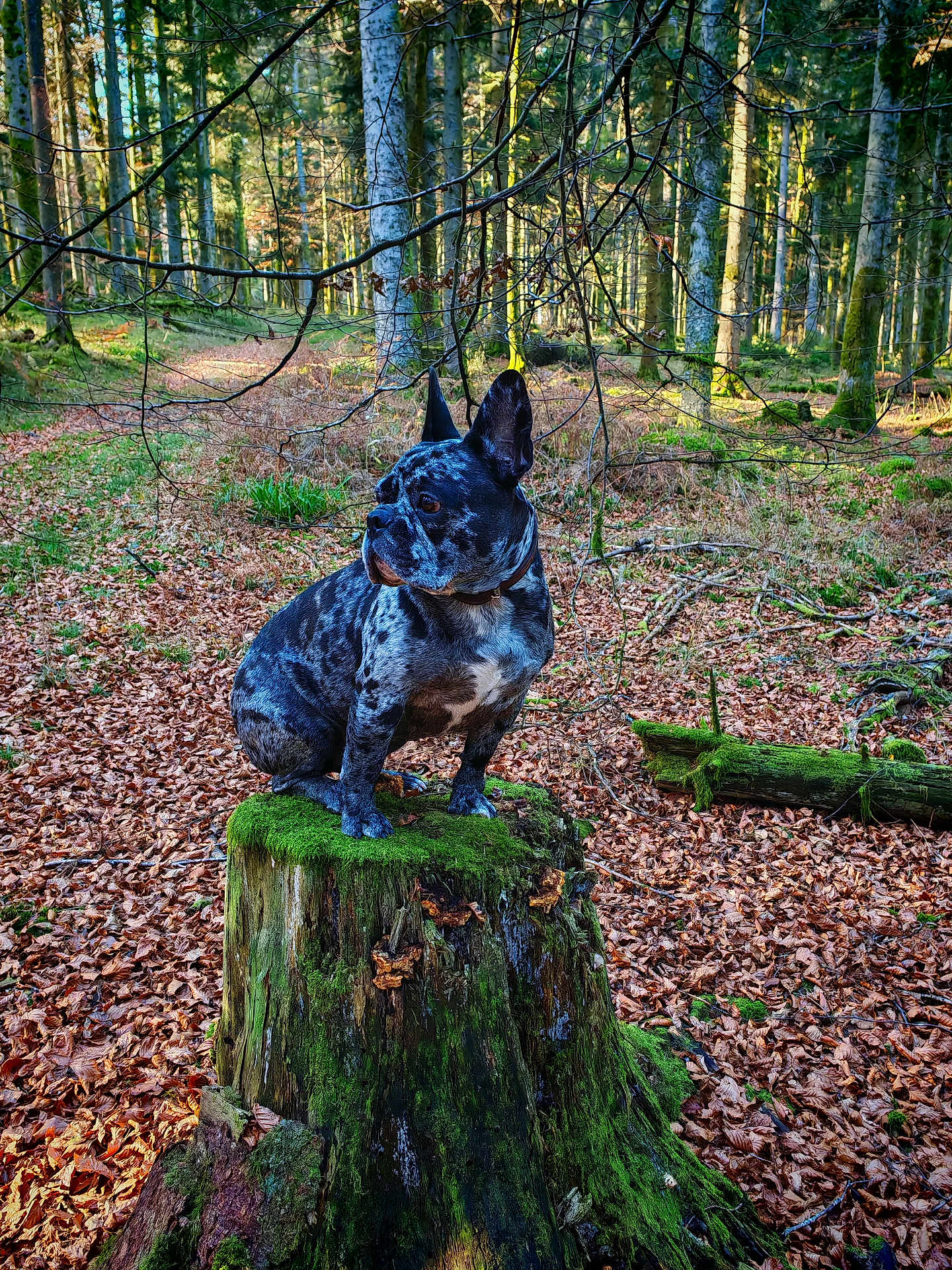 Léon a rejoint le concours — aidez-le/la à gagner de superbes lots ! dog, forest, tree_stump, moss, autumn_leaves, outdoor, nature, canine, animal, woodland, tree, leaf_litter, sitting, brown, green, black, white, daylight, scenery, peaceful