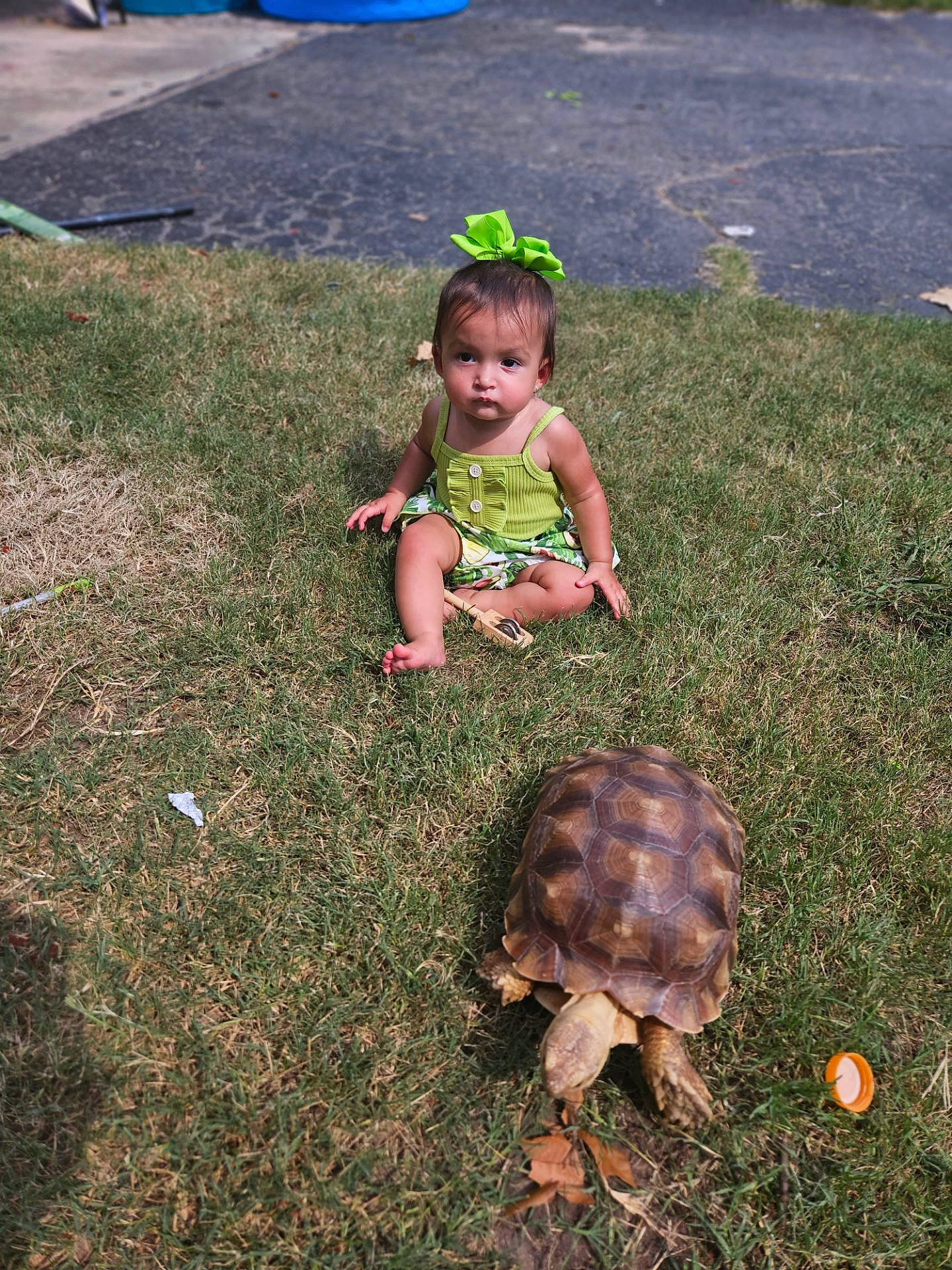 Yuna is registered to the contest to win money with this photo: asphalt, baby_toddler_clothing, fun, galapagos_tortoise, garden, grass, grassland, groundcover, landscape, lawn, leaf, people_in_nature, person, plant, recreation, reptile, soil, terrestrial_animal, toddler, tortoise