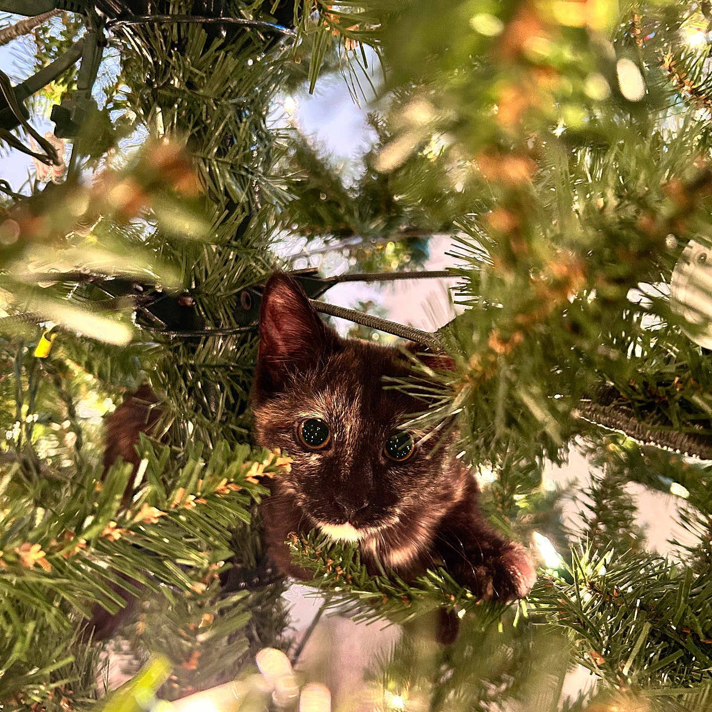 Nessa Rose is registered to the contest to win money with this photo: animal, branch, cat, christmas_tree, closeup, curious, cute, decor, feline, festive, greenery, holiday_lights, indoor, kitten, nature, pet, pine_needles, playful, soft_light, young_animal