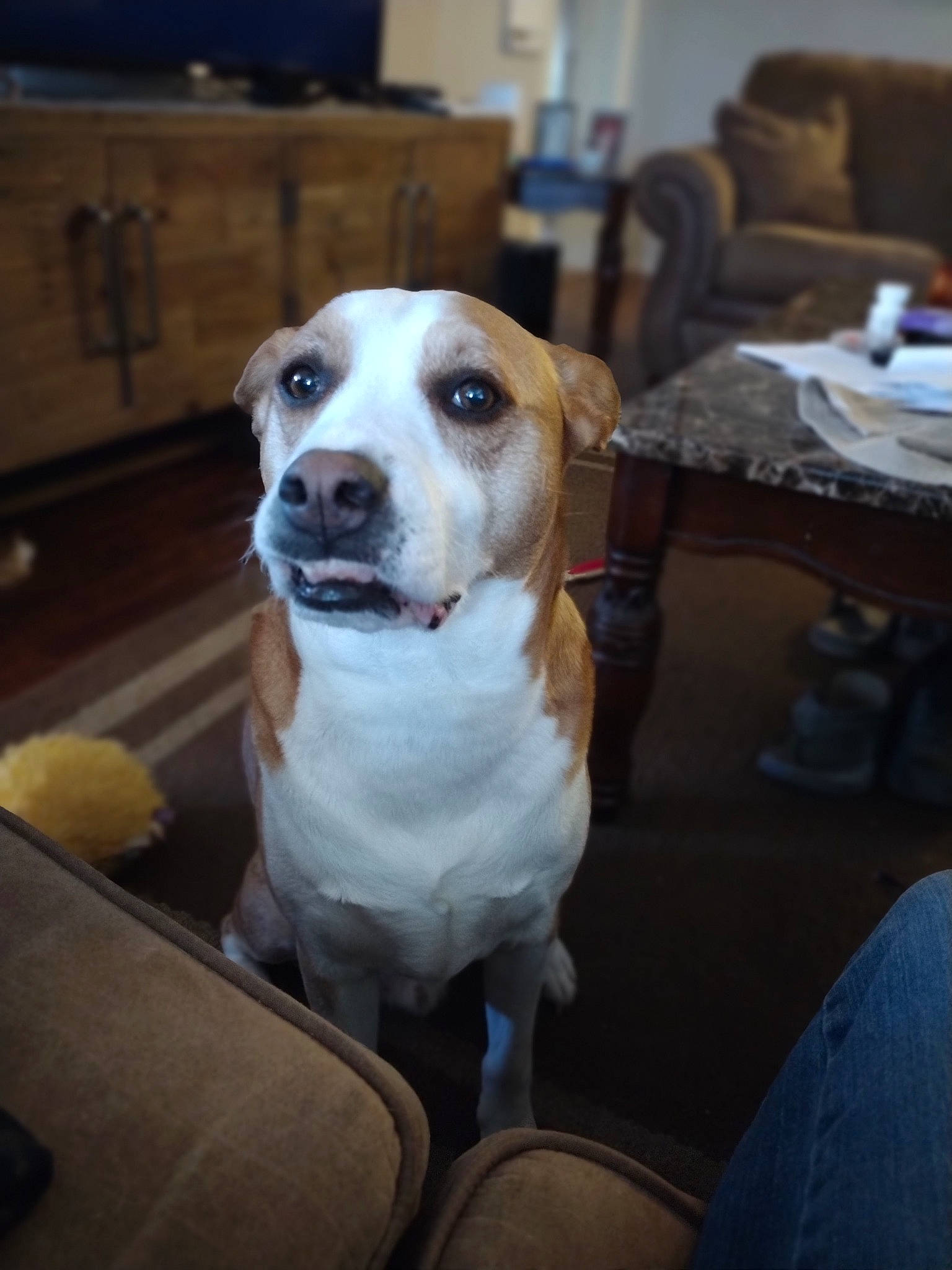 Bama joined the competition — help win amazing prizes! canidae, carnivore, chair, collar, companion_dog, dog, dog_breed, dog_collar, fawn, flooring, fur, non_sporting_group, pet_supply, snout, sporting_group, table, whiskers, working_animal, working_dog