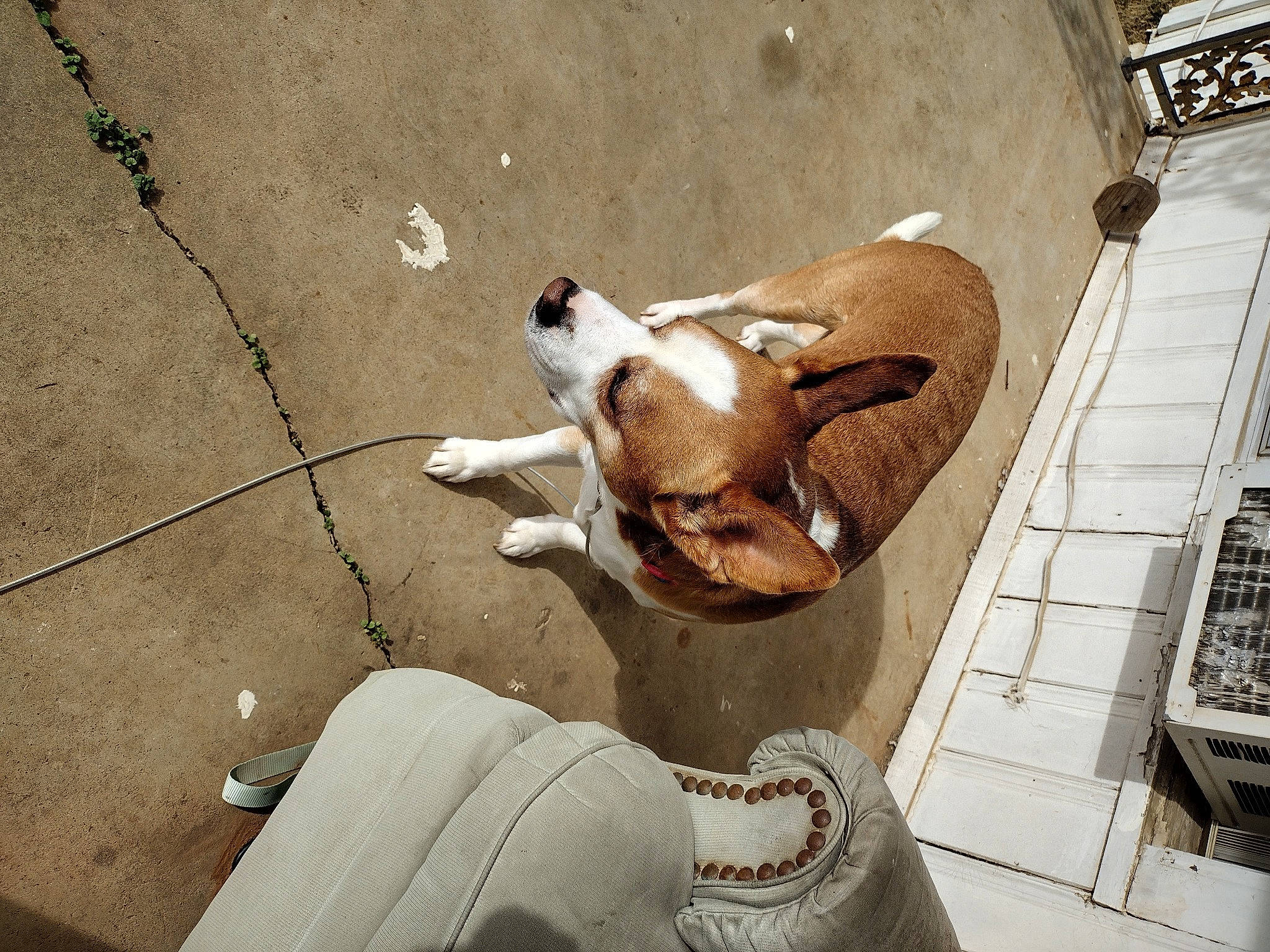 Bama joined the competition — help win amazing prizes! canidae, carnivore, comfort, companion_dog, concrete, dog, dog_breed, fawn, felidae, flooring, fur, human_leg, road_surface, shadow, small_to_medium_sized_cats, snout, sporting_group, tail, wood, working_animal