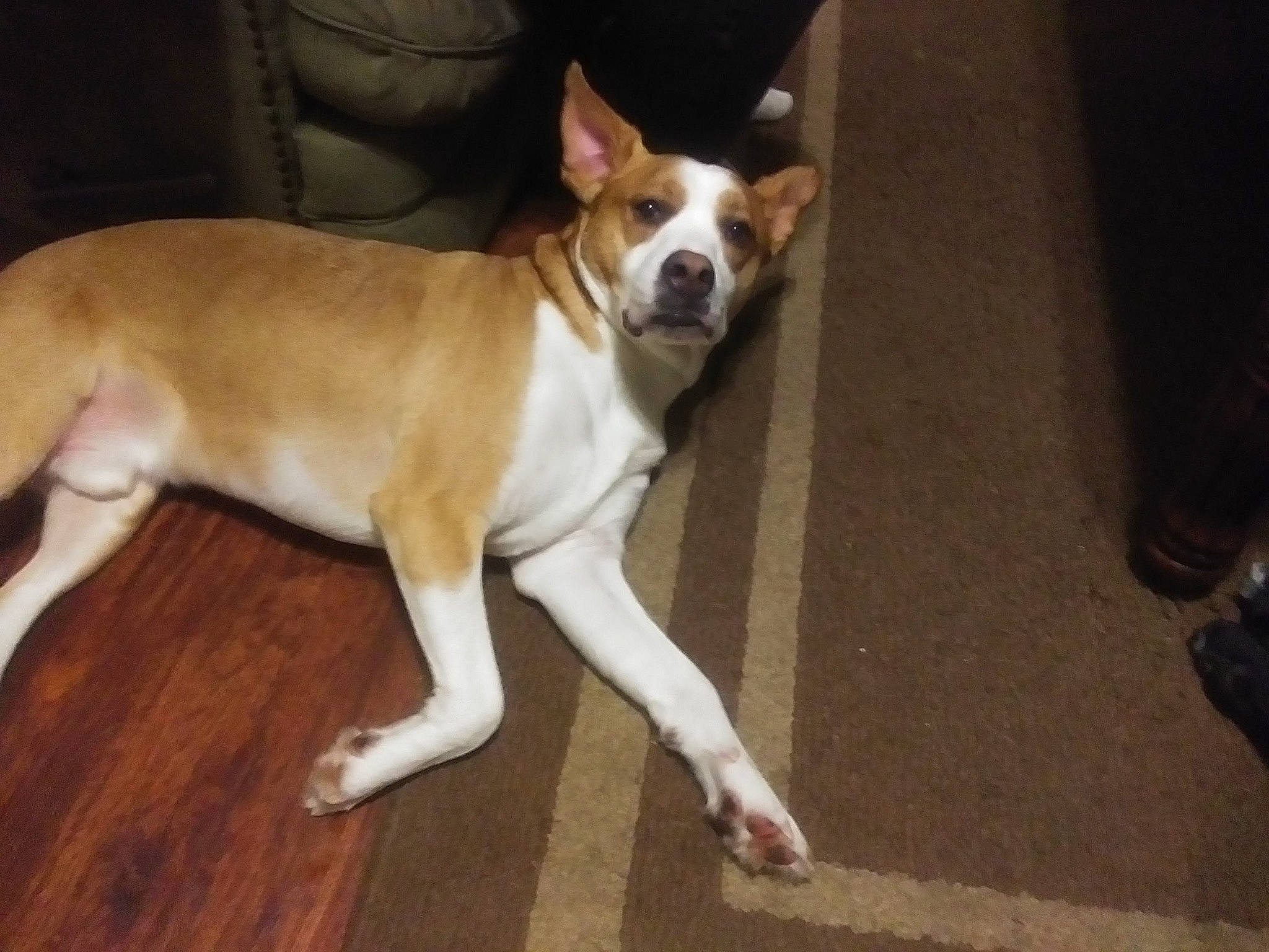 Bama is registered to the contest to win money with this photo: ancient_dog_breeds, canidae, carnivore, collar, companion_dog, dog, dog_breed, dog_collar, fawn, flooring, fur, hardwood, non_sporting_group, paw, snout, sporting_group, tail, whiskers, wood, working_animal