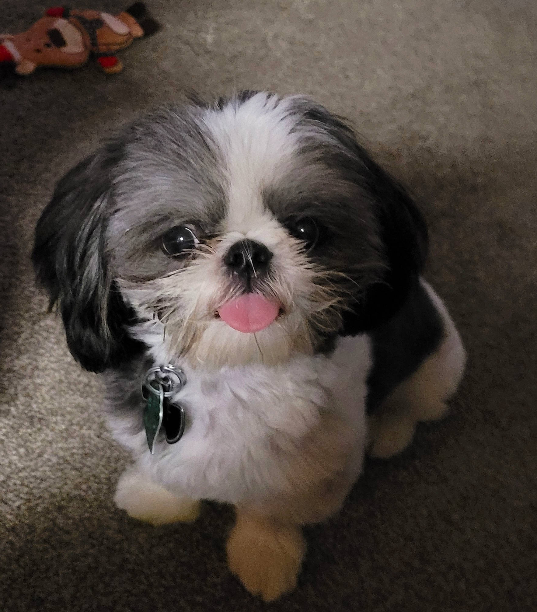 Spike joined the competition — help win amazing prizes! canidae, carnivore, companion_dog, dog, dog_breed, dog_supply, fawn, fur, hair, liver, maltepoo, non_sporting_group, shih_poo, shih_tzu, snout, sporting_group, tail, terrestrial_animal, toy_dog, working_animal