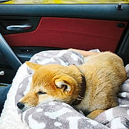 Balto participe au concours pour gagner de l'argent avec cette photo : puppy, dog, sleeping, cute, blanket, car, vehicle, indoors, nap, resting, animal, brown_fur, fluffy, collar, cozy, portrait, side_view, travel, window, peaceful